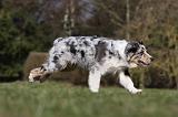BERGER AUSTRALIEN PUPPIES 377
